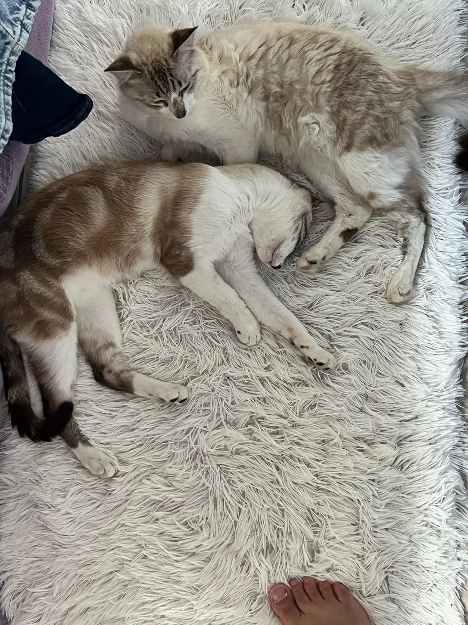 Gatinhos machos irmãos para doação 