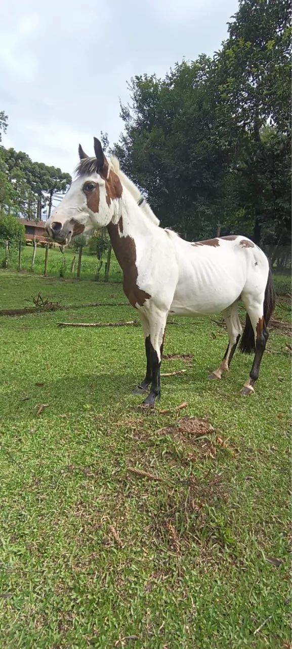 Potro crioulo oveiro Colorado - Foto 5