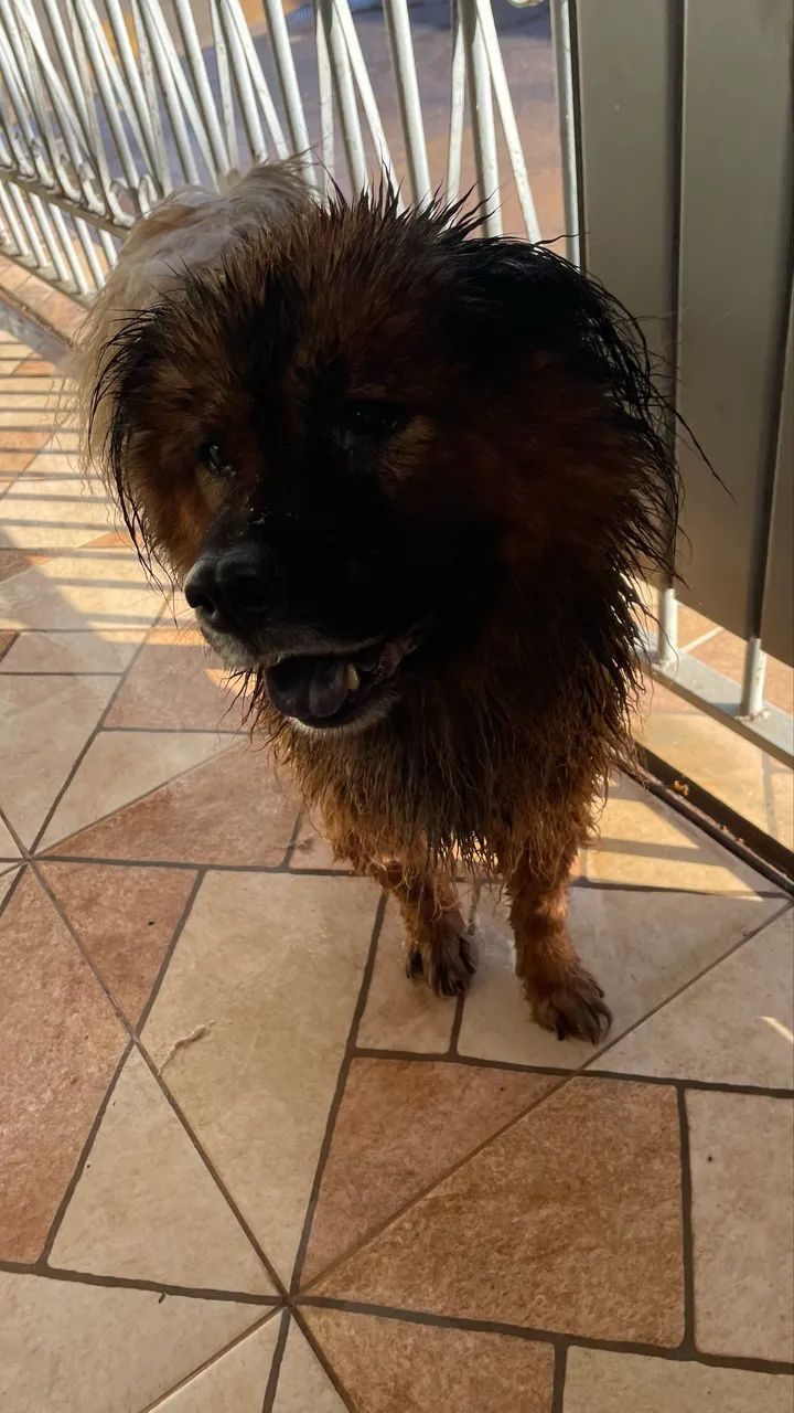 Chow chow para doação  - Foto 3
