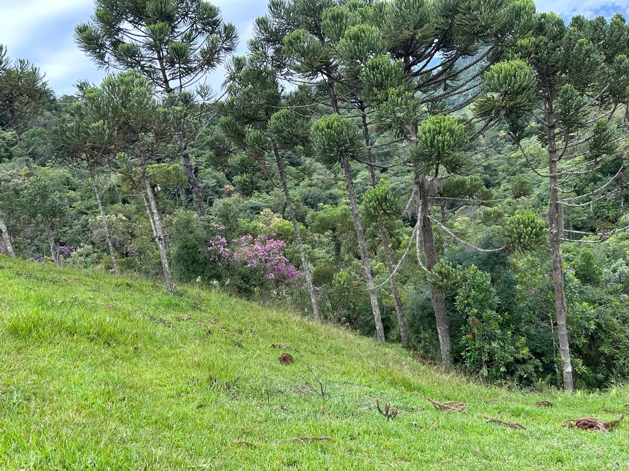 Foto - Anitápolis - 