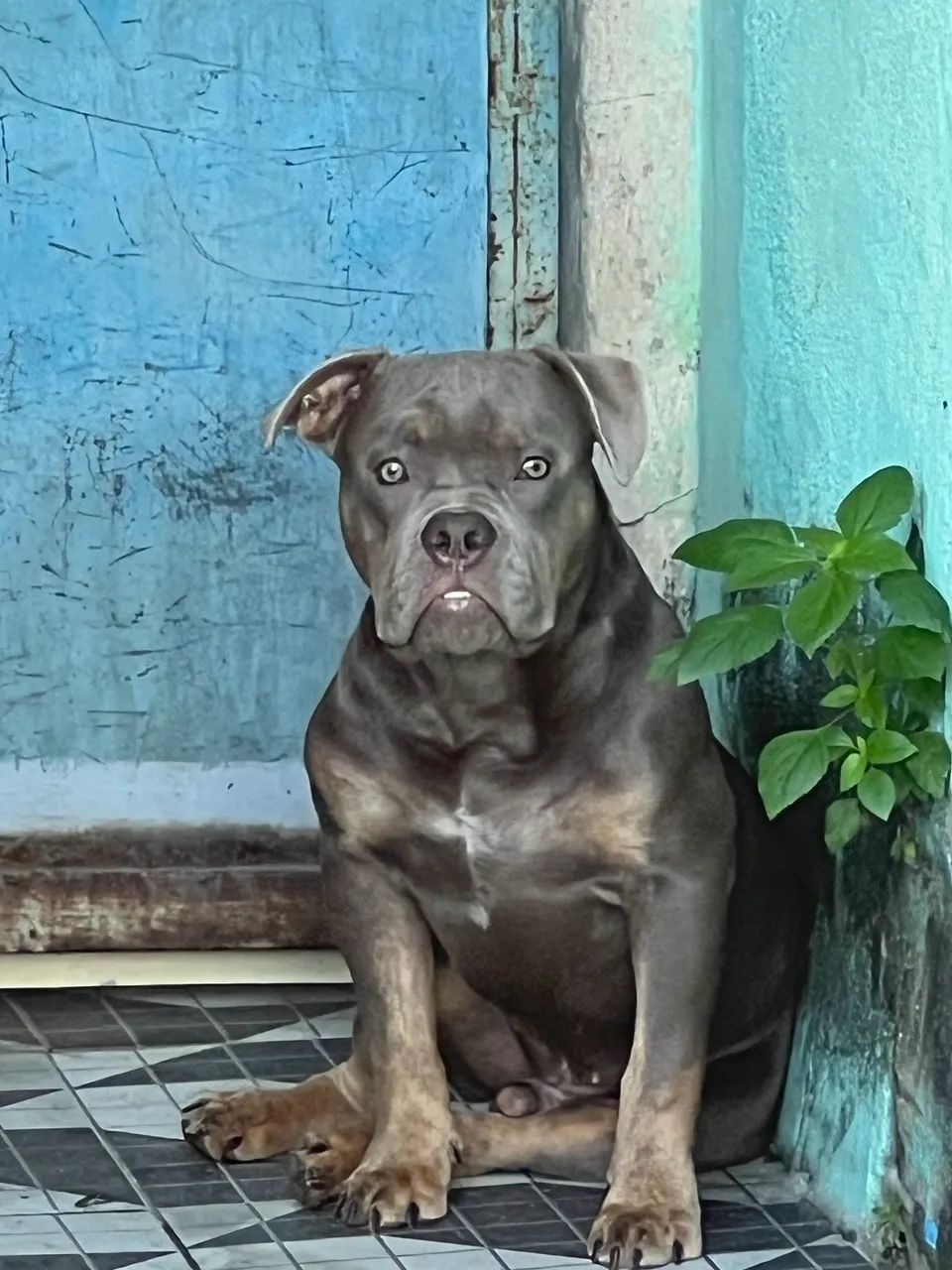 American bully  - Foto 3