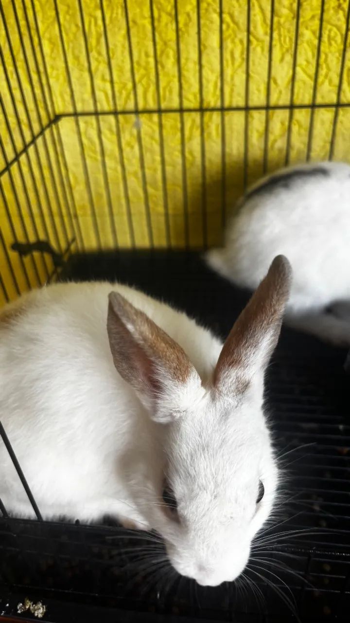 Vendo dois mini coelhos  - Foto 2