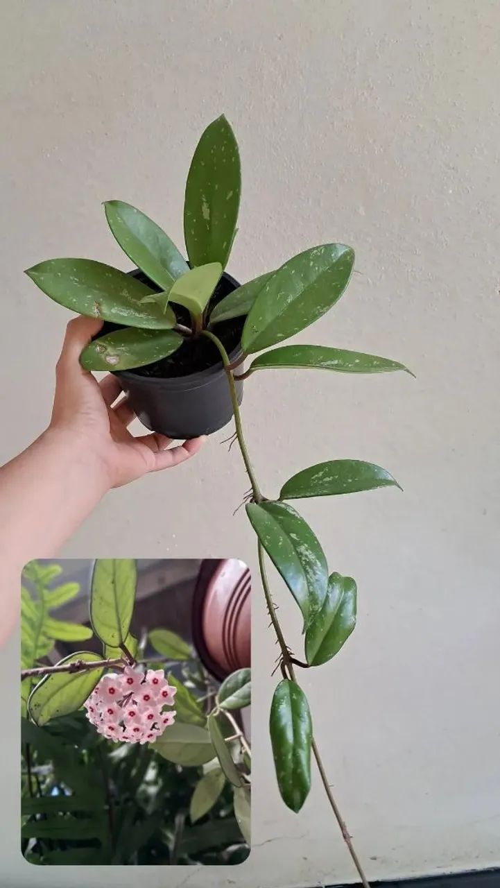 Planta flor de cera planta 