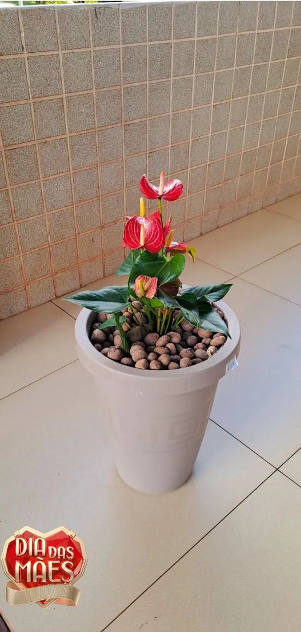 Antúrio Vermelho Natural no Vaso Completo!!<br>Promoção Dia das mães R$129,99 - Foto 4