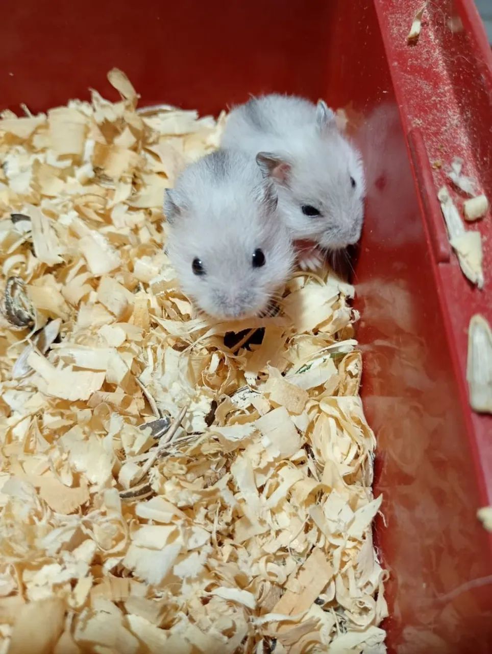 Filhotes Hamster anão russo  - Foto 2