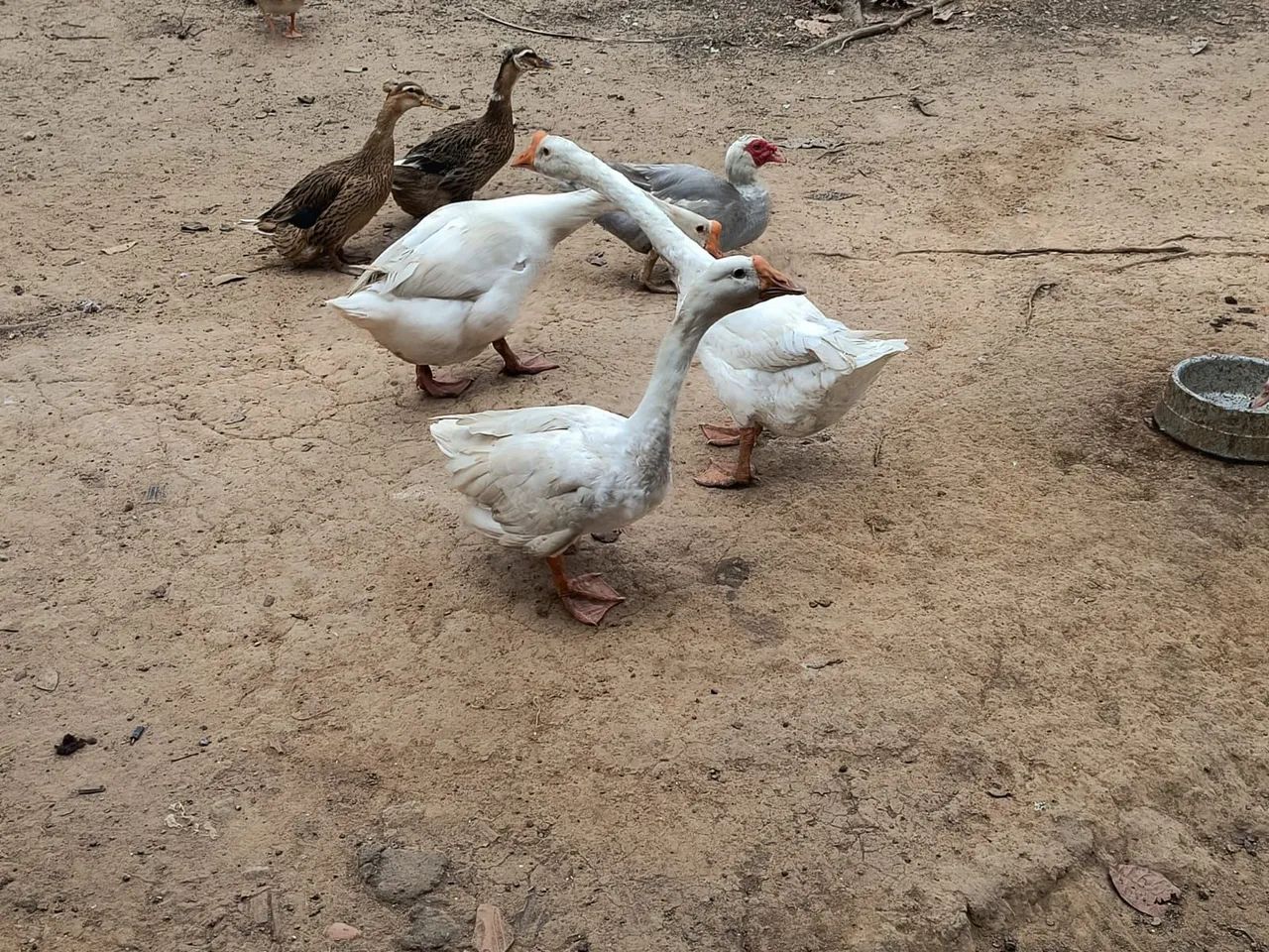 Casal de Gansos