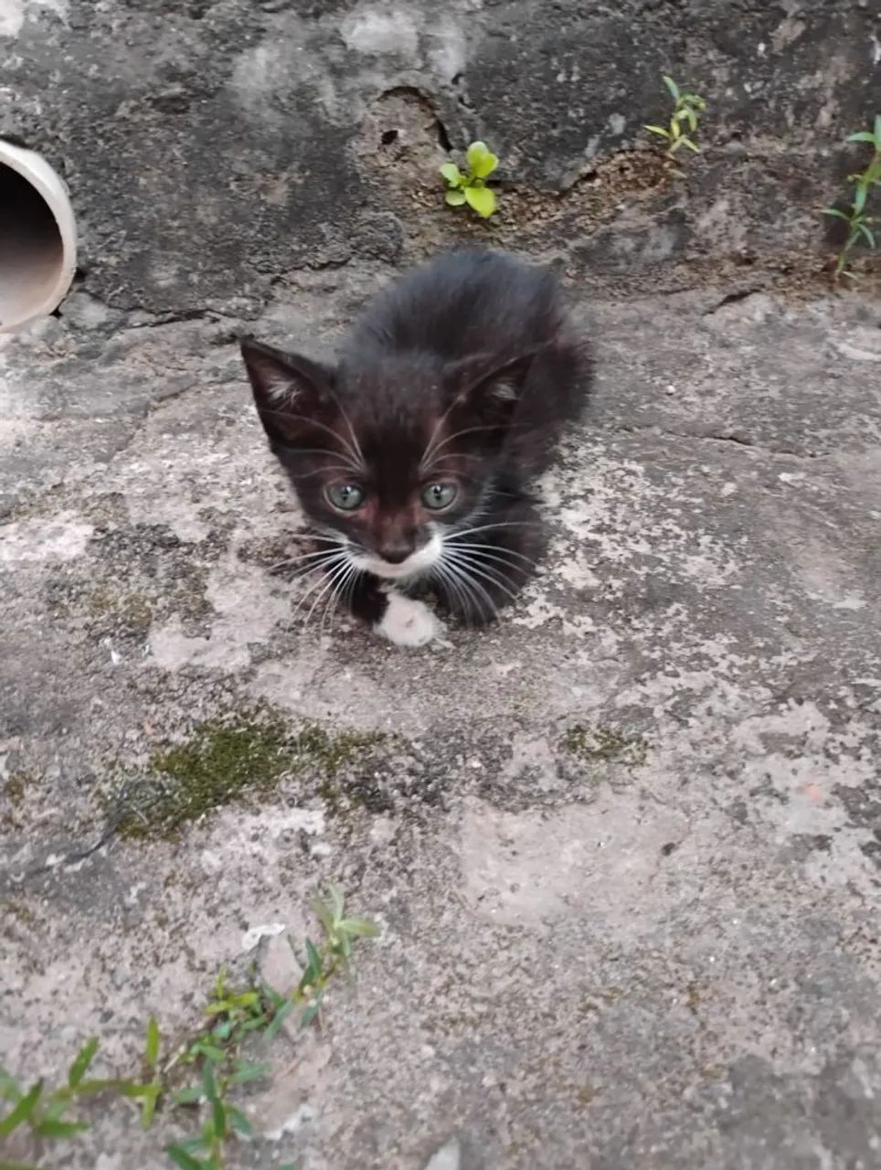 Doa gatos 