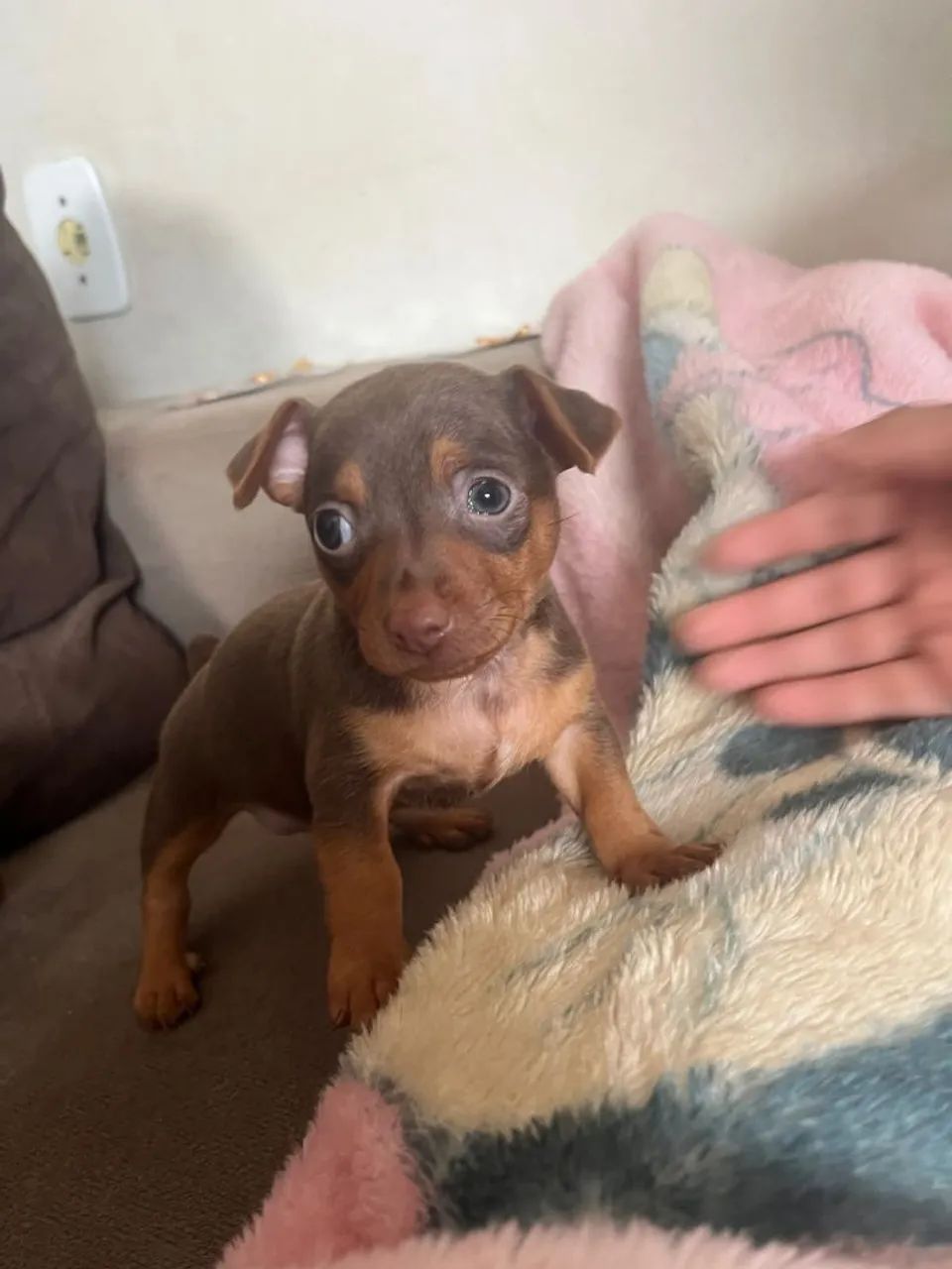 Cachorro 