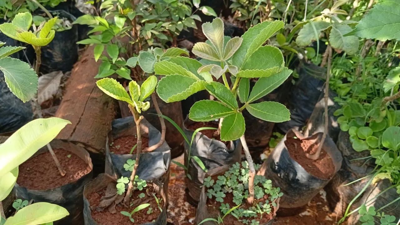 Mudas de pequi 