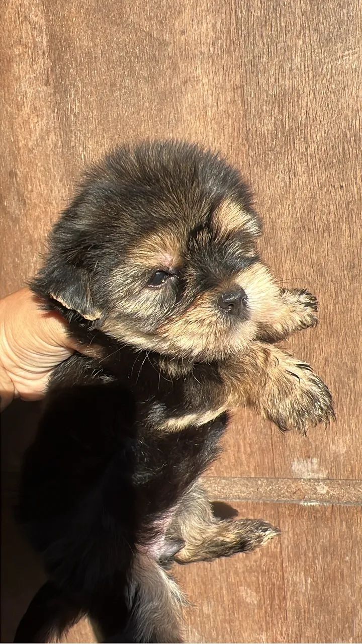 Yorkshire Terrier - Foto 3