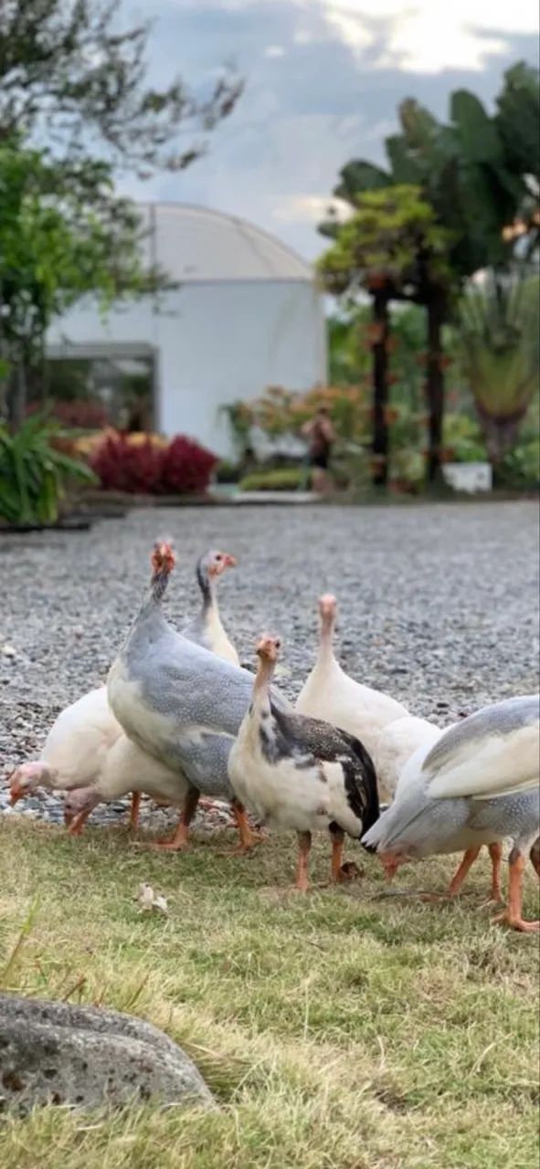 Animais  - Foto 2