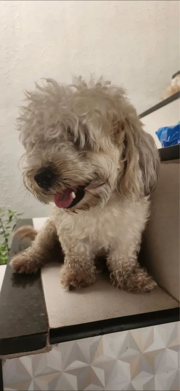 Poodle toy - Foto 5