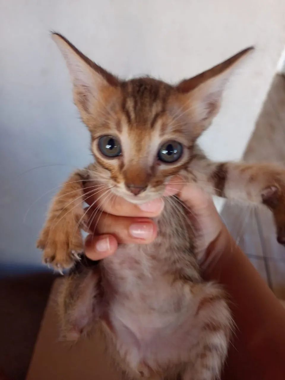 Gatos - Foto 3