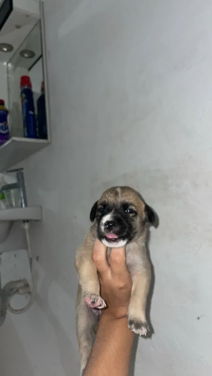 Cachorro p adoção  - Foto 2