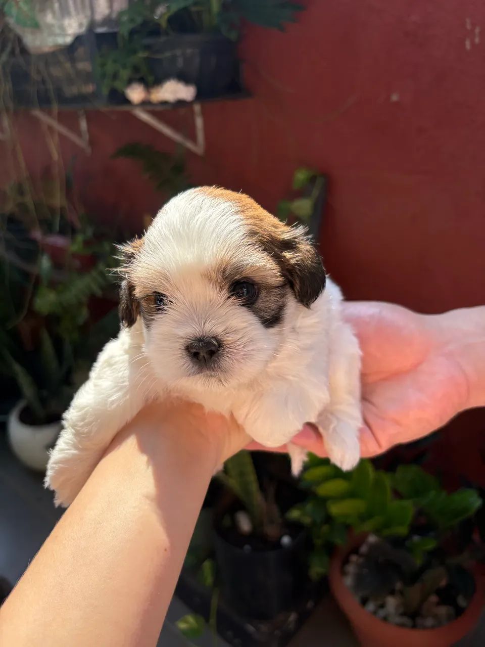 Shih tzu 