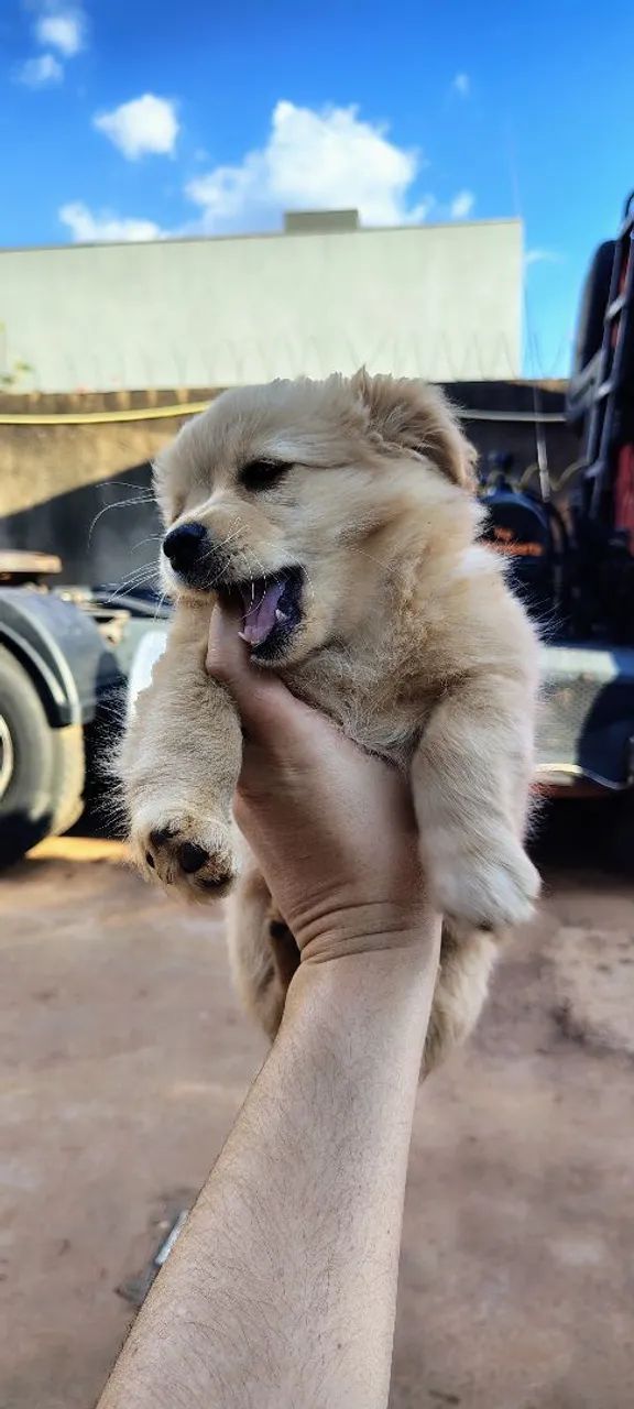 Cachorro filhote - Foto 2