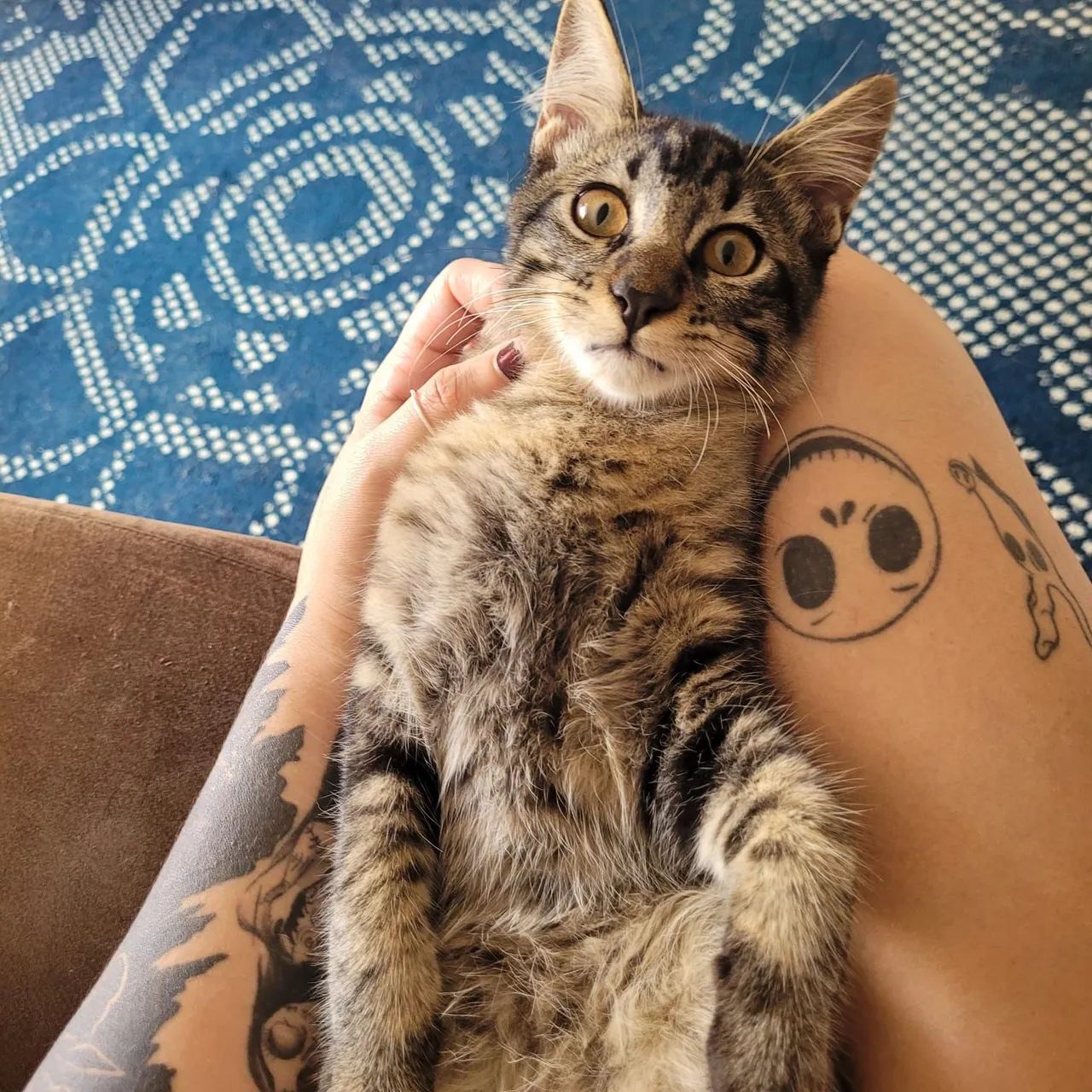 Adoção Responsável Gatinho Macho - Foto 3