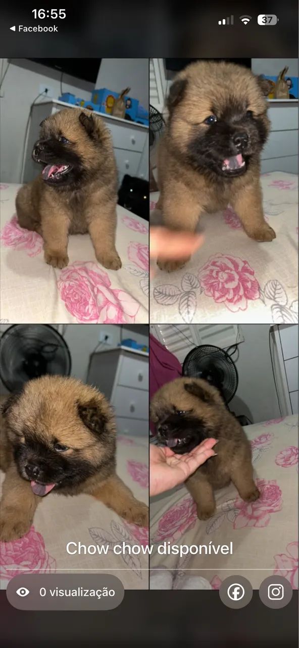 Chow chow  - Foto 5