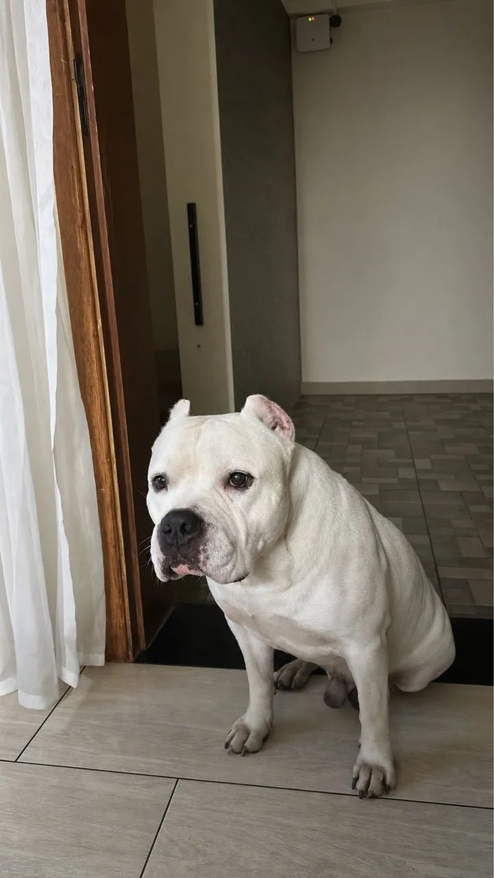 American Bully Doação 