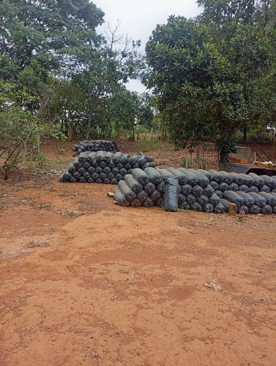 Silagem para Gado 