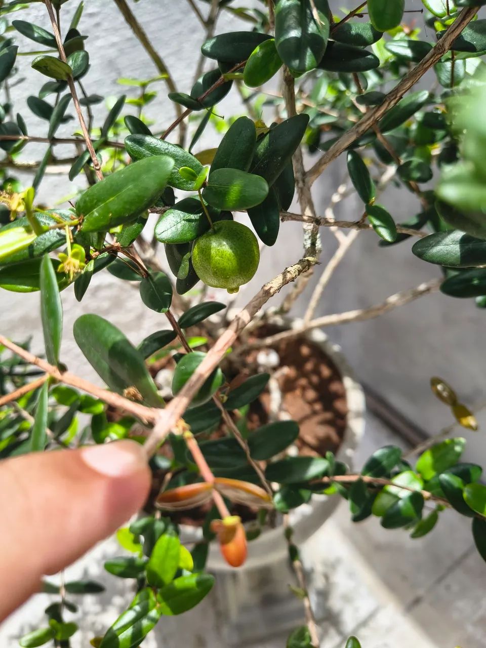 Bonsay raro de uvaia uma fruta muito deliciosa raro de coleção único  - Foto 2