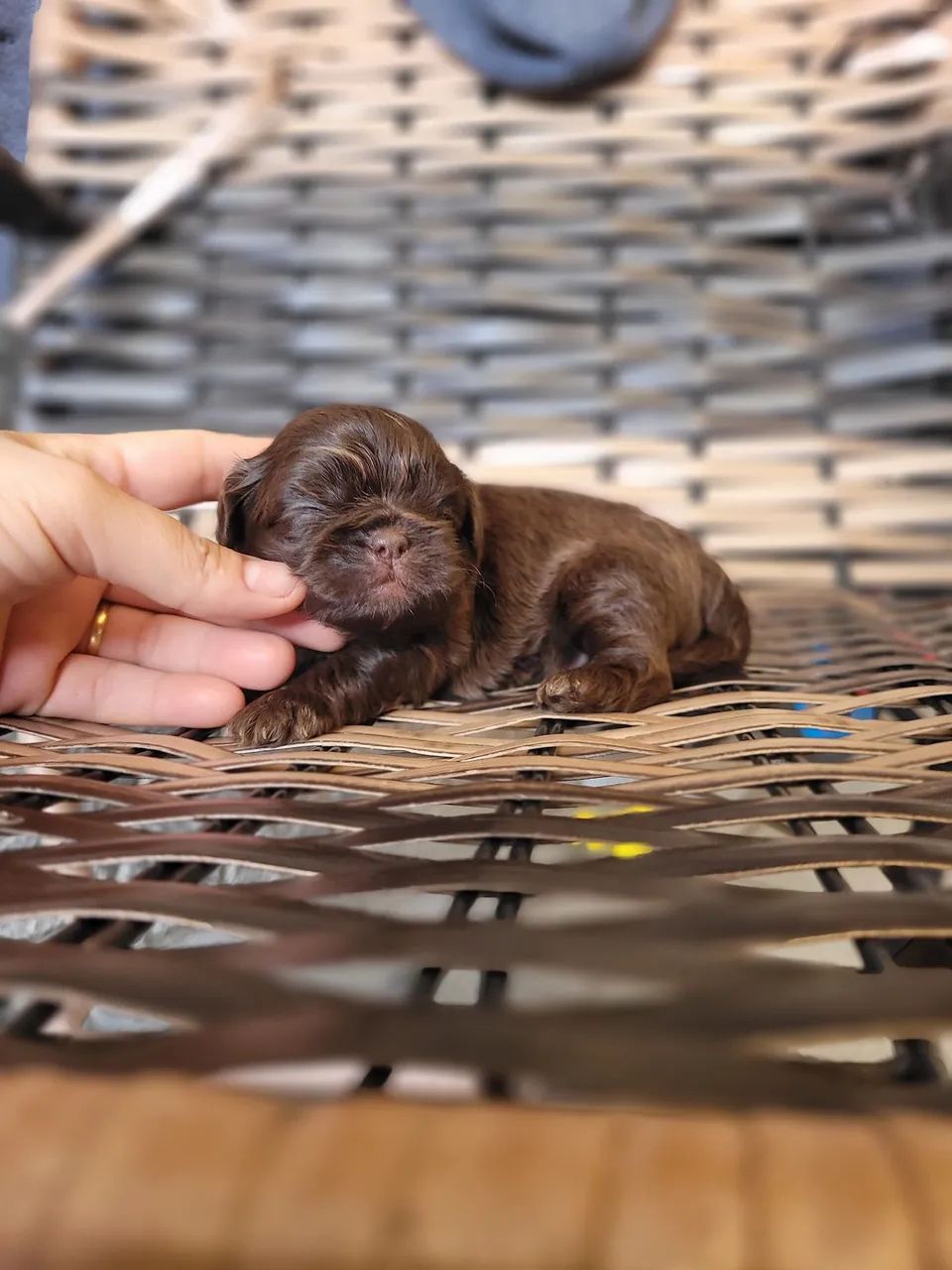 Shihtzu chocolate sólido  - Foto 4