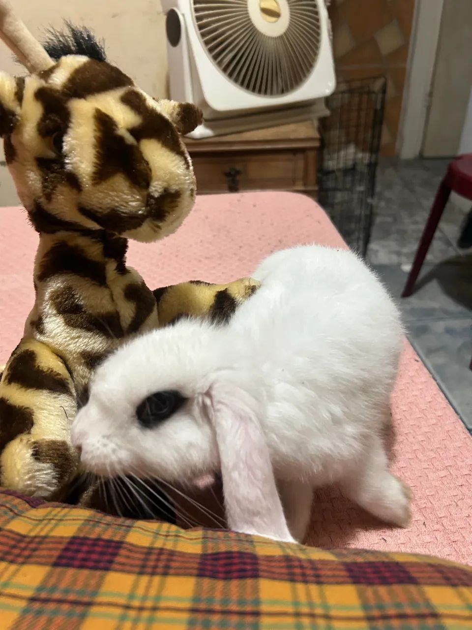 coelho filhote mini lop macho