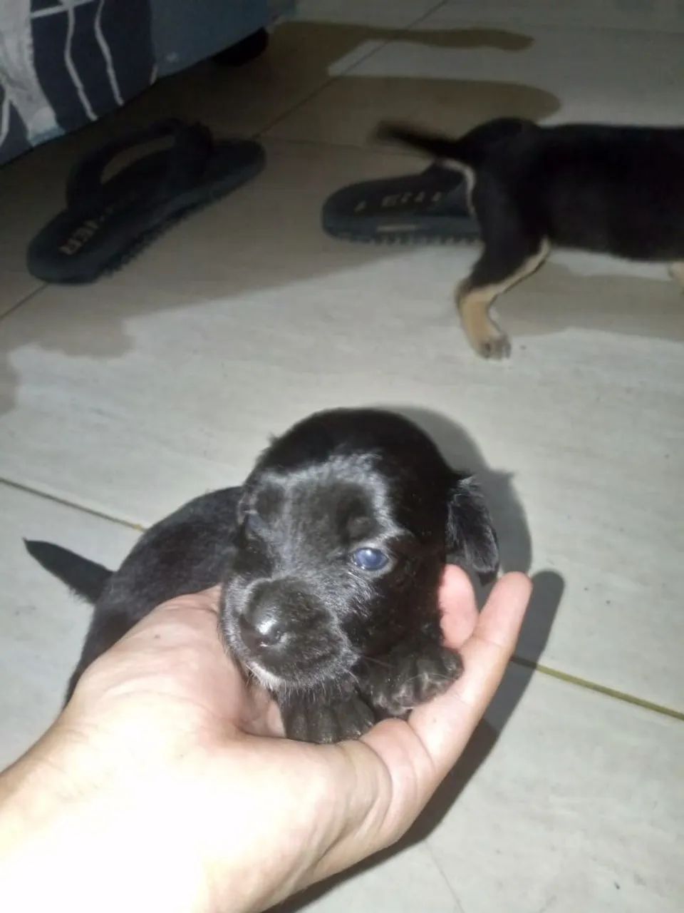 Doação  - Foto 3