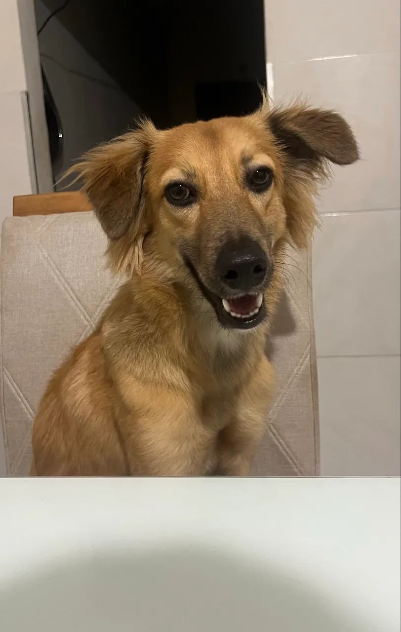 Adoção responsável  - Foto 4