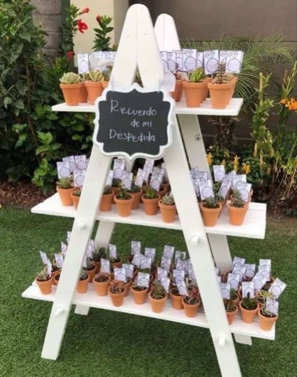 Vendo cactos 