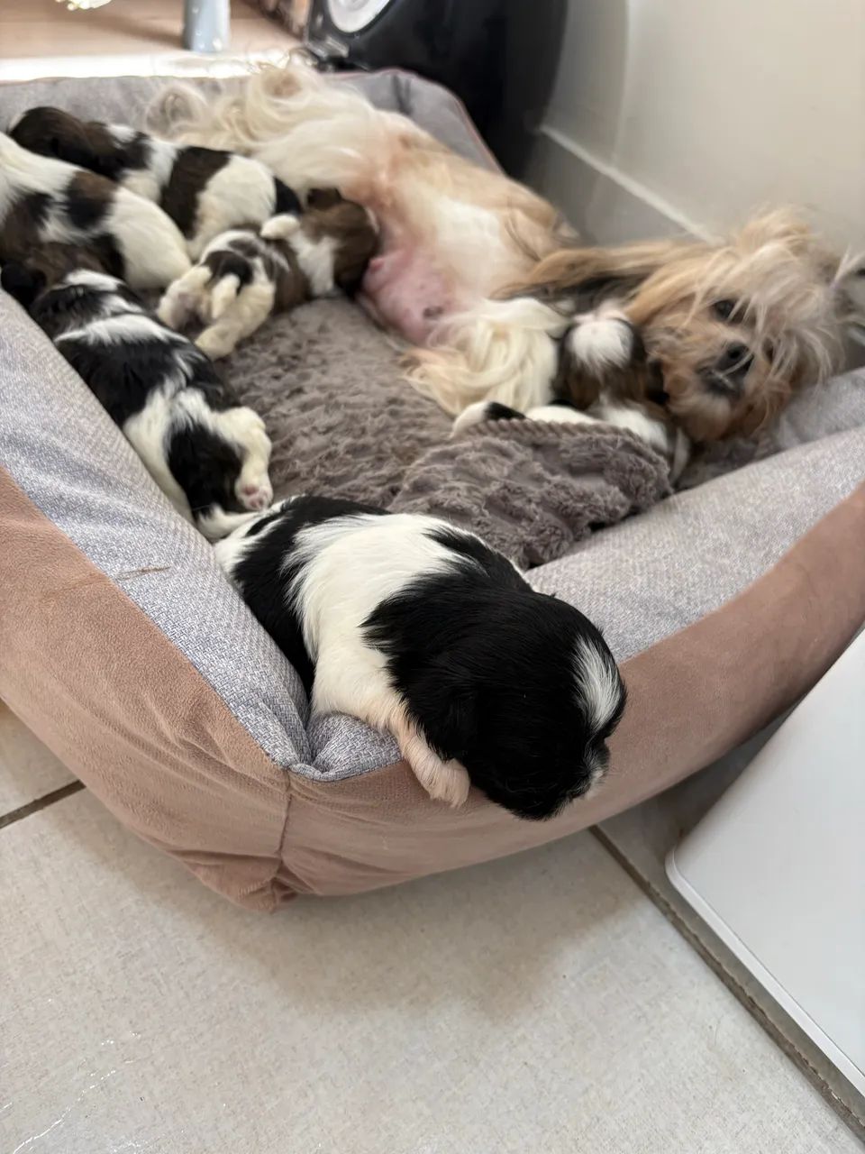 Lhasa apso  - Foto 4