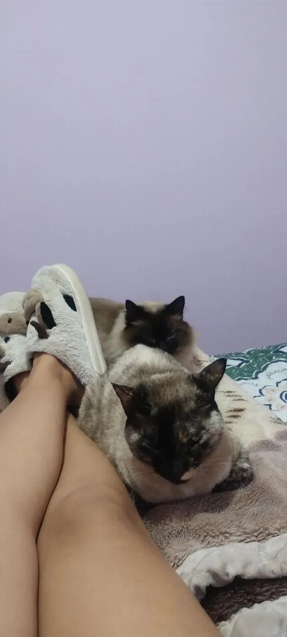 Doa se gatos