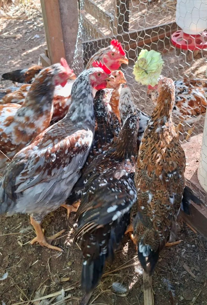 Galinga sertaneja balão gsb - Foto 3