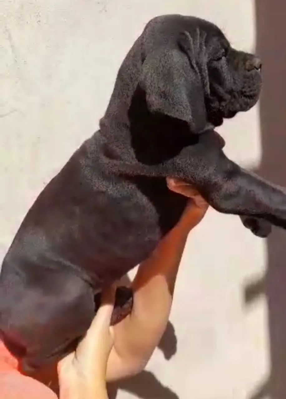 Filhotes de cane corso  - Foto 2