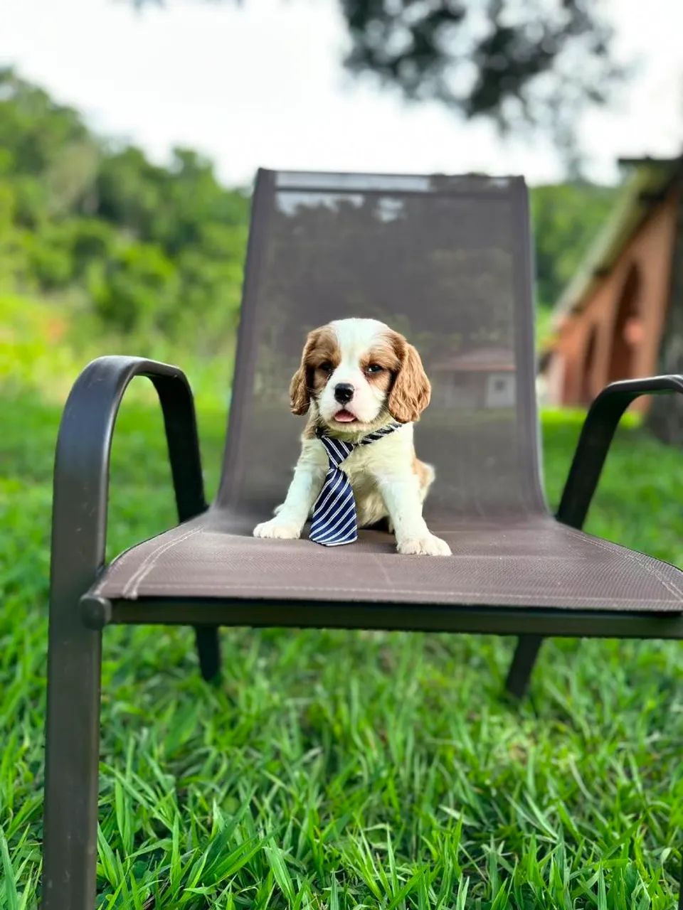 CAVALIER KING CHARLES SPANIEL!! - Foto 2