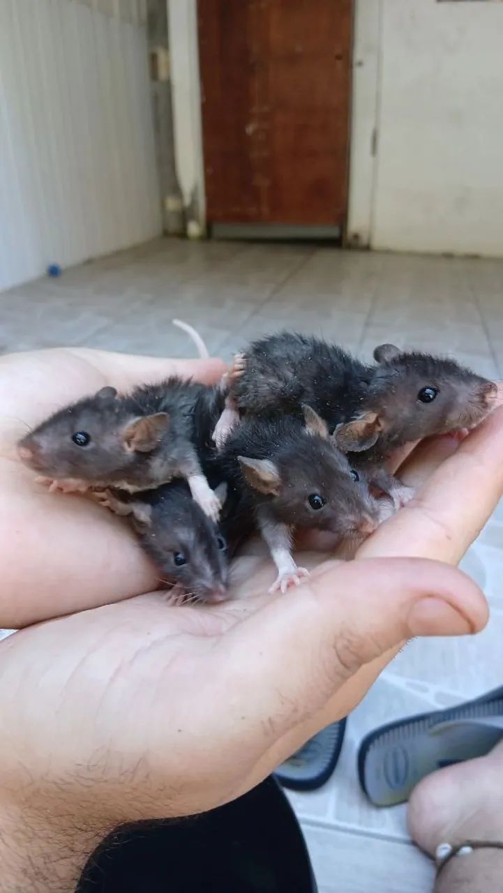 Ratos Twister  - Foto 2