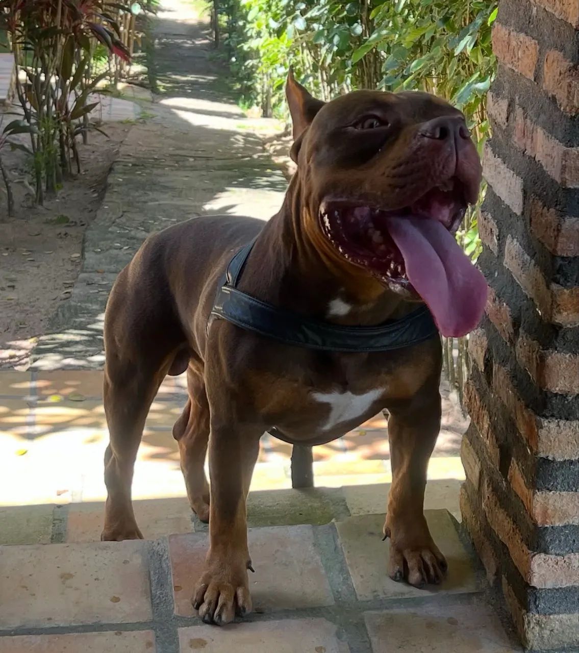 American Bully Cobertura - Foto 5
