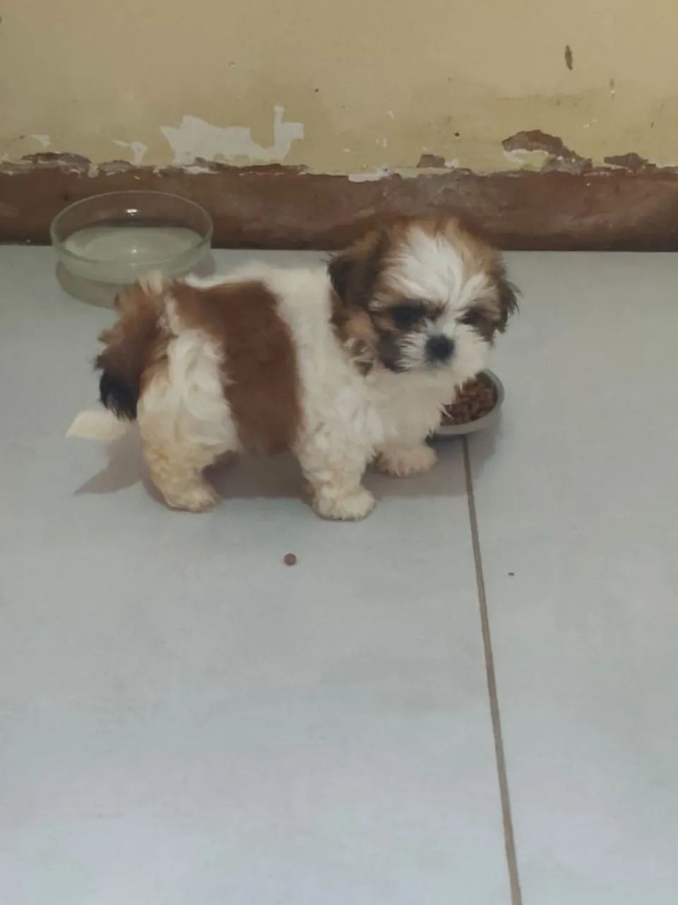 Shitzu  - Foto 3