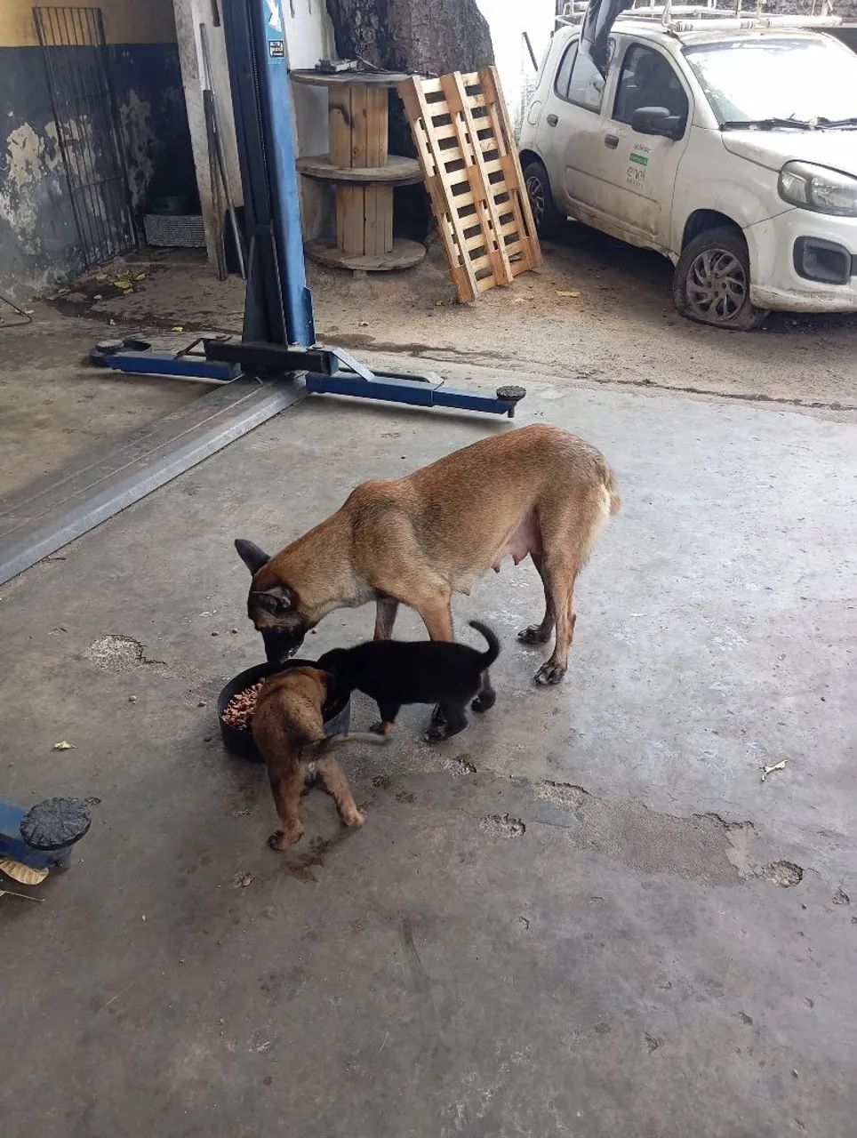 Pastor belga malinois  - Foto 4