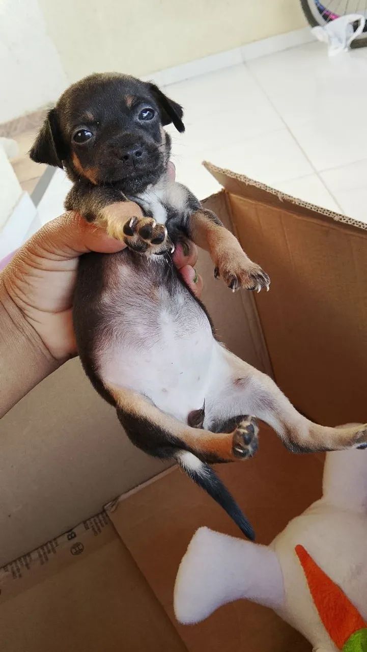 Cachorrinho pinscher  - Foto 3