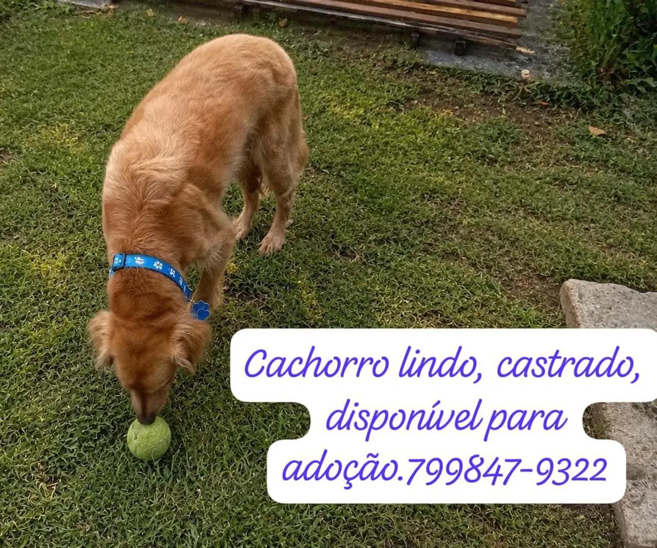 Animais para adoção! - Foto 4