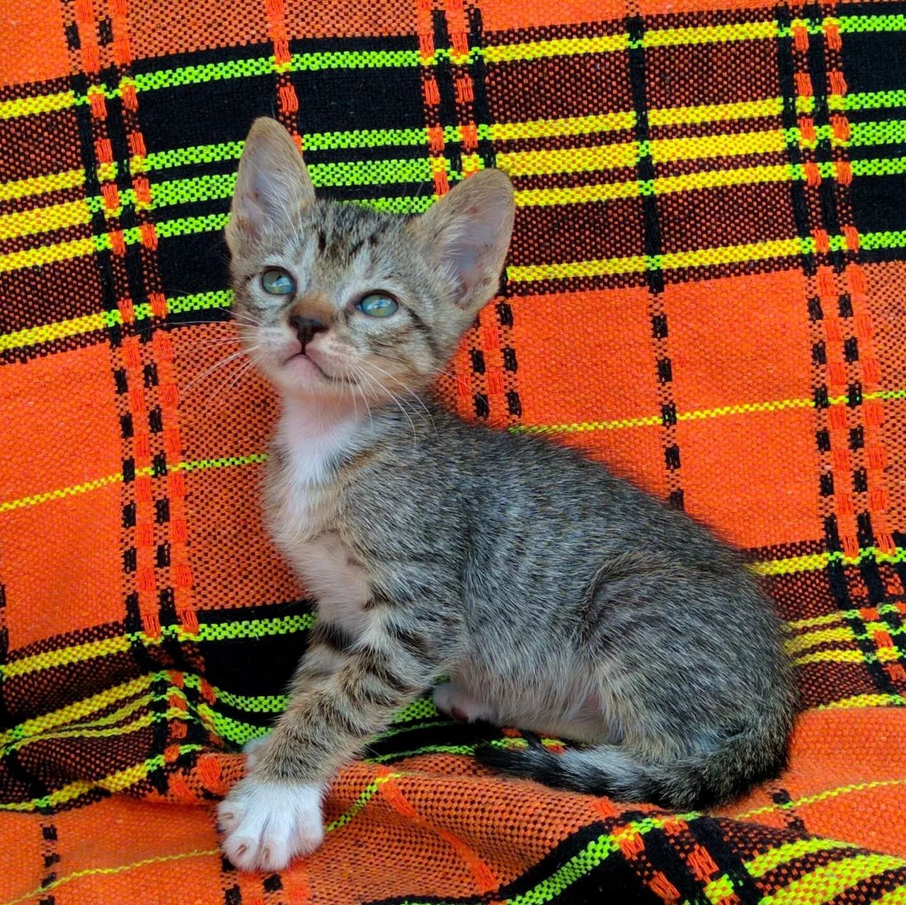 Doa se gatinhos - Foto 4