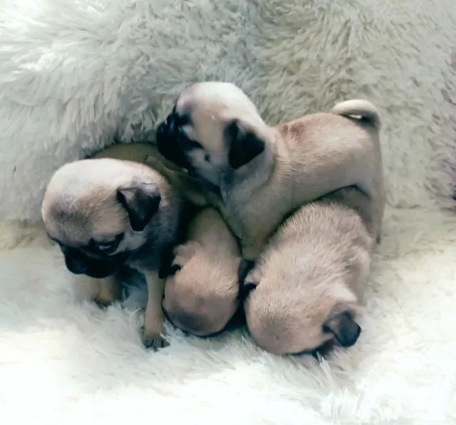 Filhotes de Pug disponíveis 