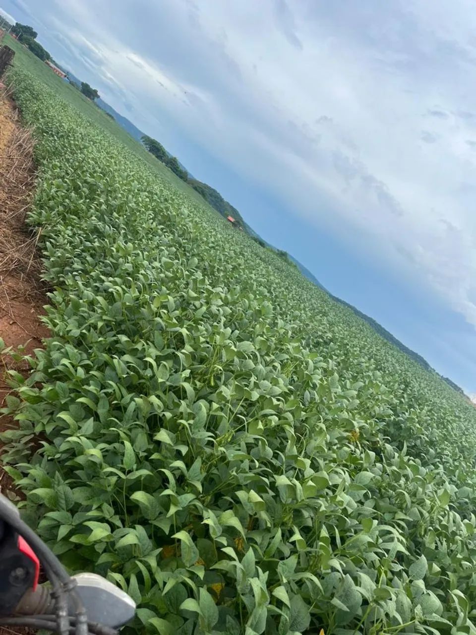 Fazenda 55 Alqueires - Lavoura!