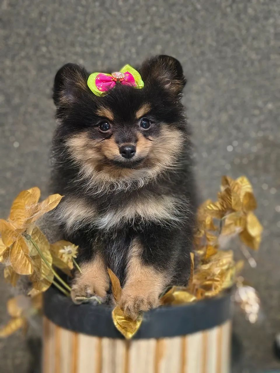 Spitz Alemão  - Foto 2