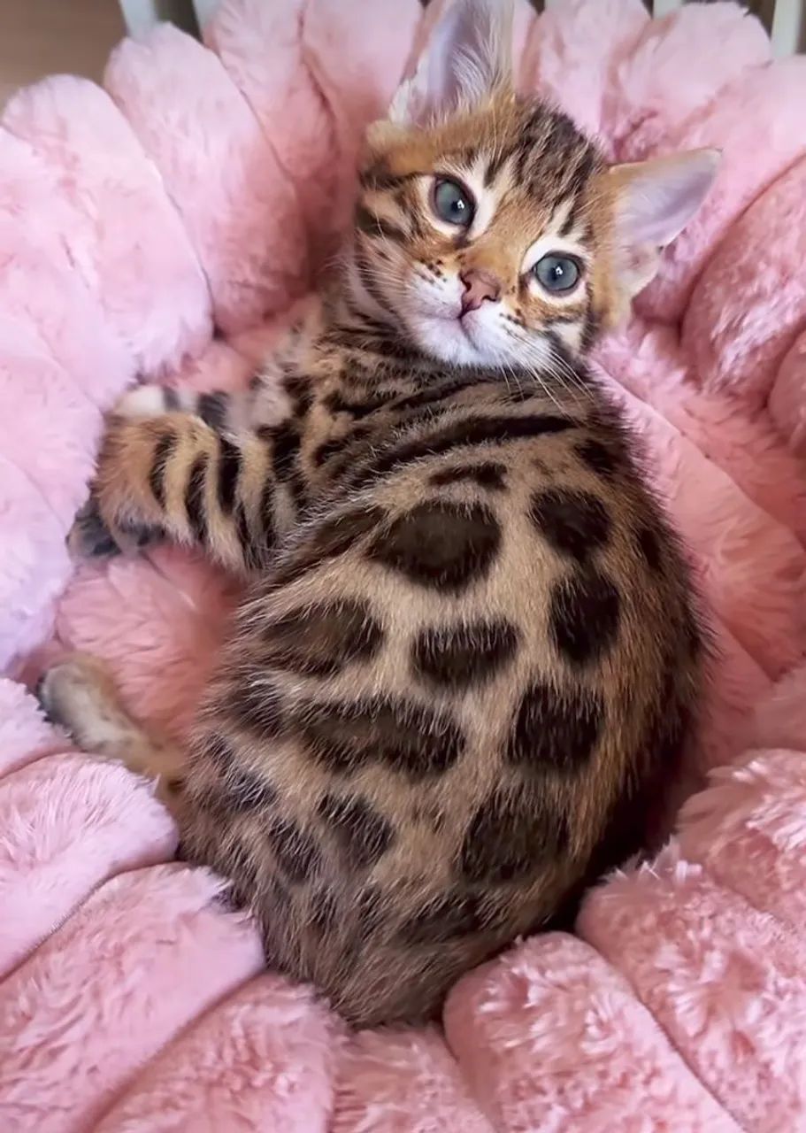 Filhotes de mini Onçinhas bengal 