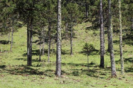Urubici Sitio com 4 hectares frente para o Rio - Foto 5