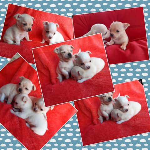 Chihuahua machos micro de bolso