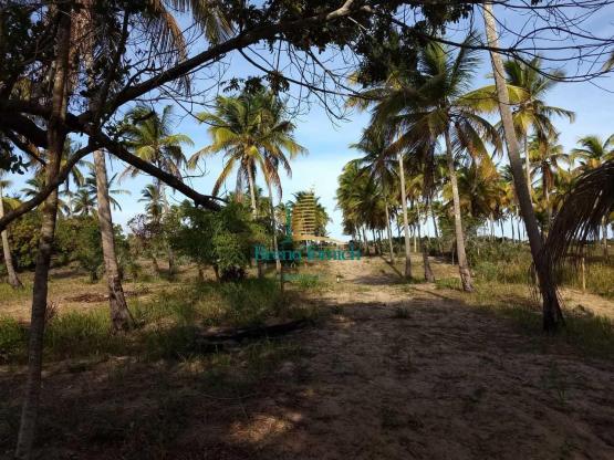 Terreno à venda, 1000 m² por r$ 90.000 - mogiquiçaba - belmonte/bahia