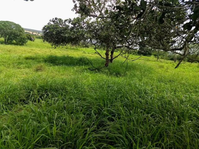 Fazenda em Ribeira do Pombal - Foto 20
